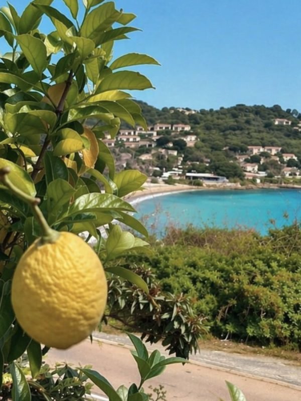 1Location appartement bord de mer Tarco Porto Vecchio