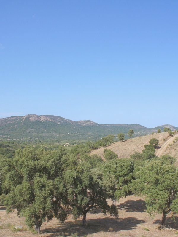 Location Villa Pinarello Vue Mer (6)